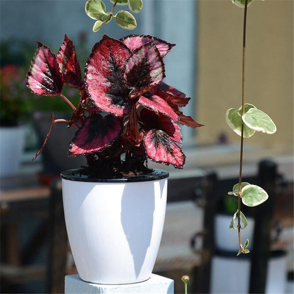 Magic Self Watering Flower Pot