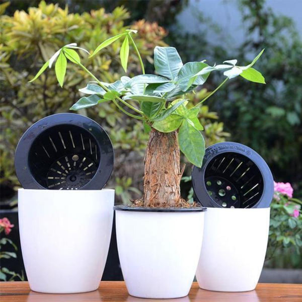 Magic Self Watering Flower Pot